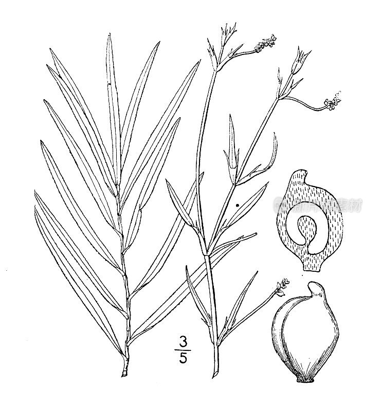 古董植物学植物插图:Potamogeton robbisi，罗宾斯的Pondweed